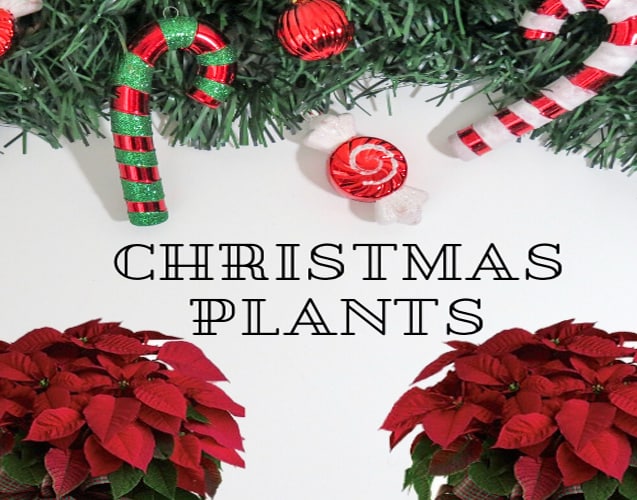 Birthdays Delivery Jonesboro AR Posey Peddler